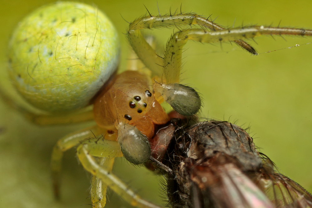 Orb-Web Spider with prey 2